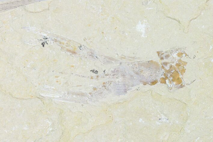 Cretaceous Lobster (Pseudostacus) Fossil - Lebanon #146938